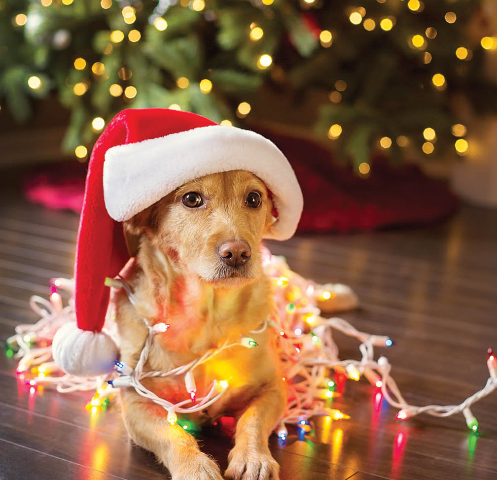 Labrador wearing a santa hat looking into the camera tangled up in colourful Chirstmas lights 