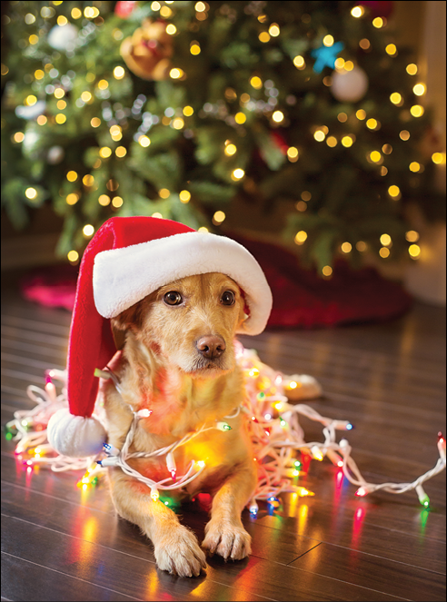 Labrador wearing a santa hat looking into the camera tangled up in colourful Chirstmas lights 