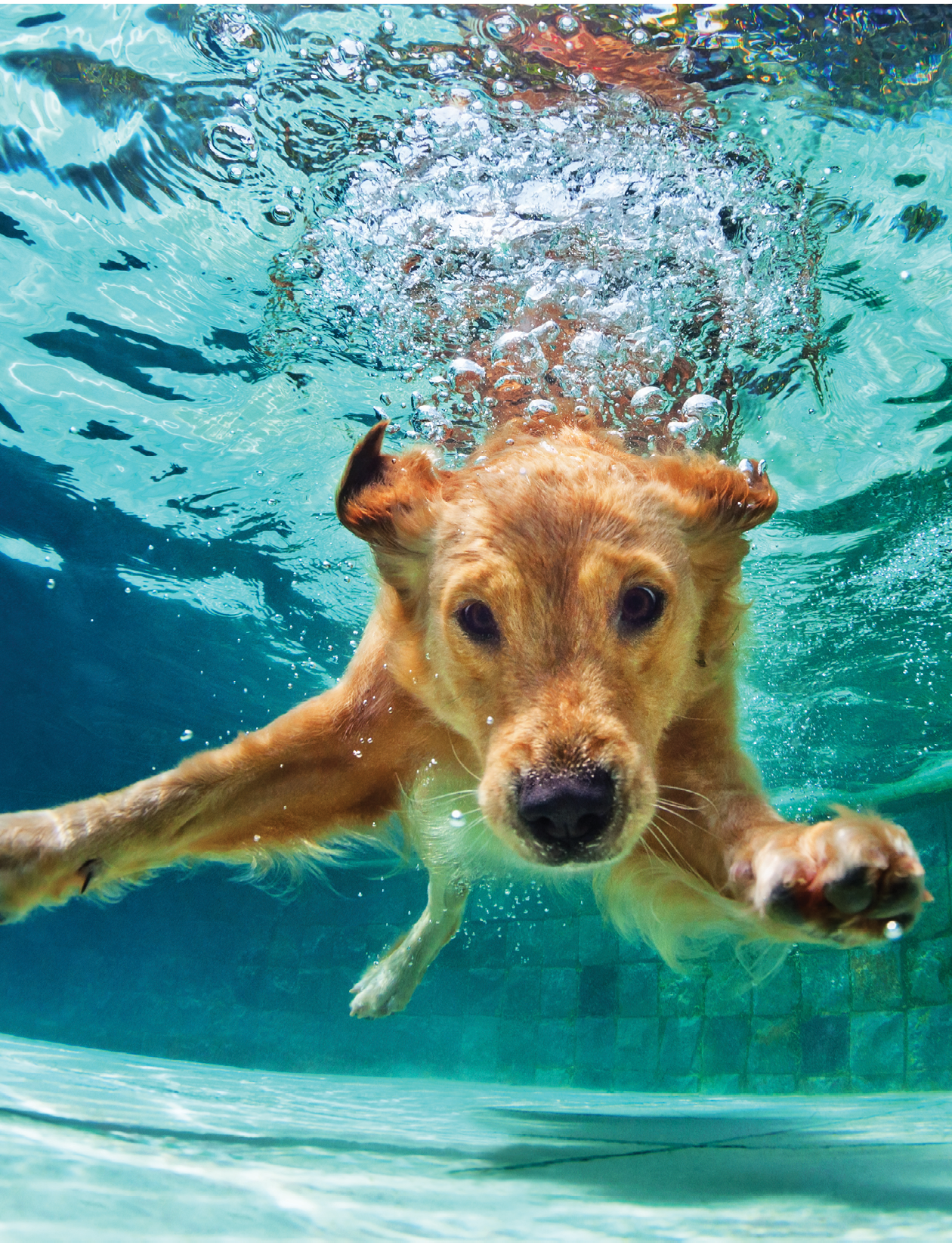 Underwater funny photo of golden labrador retriever puppy in swimming pool play with fun - jumping, diving deep down  Actions, training games with family pets and popular dog breeds on summer vacation