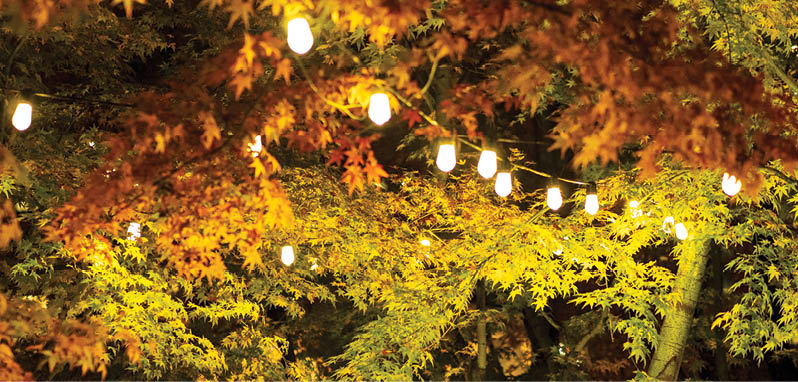 A string of lights in an outdoor tree